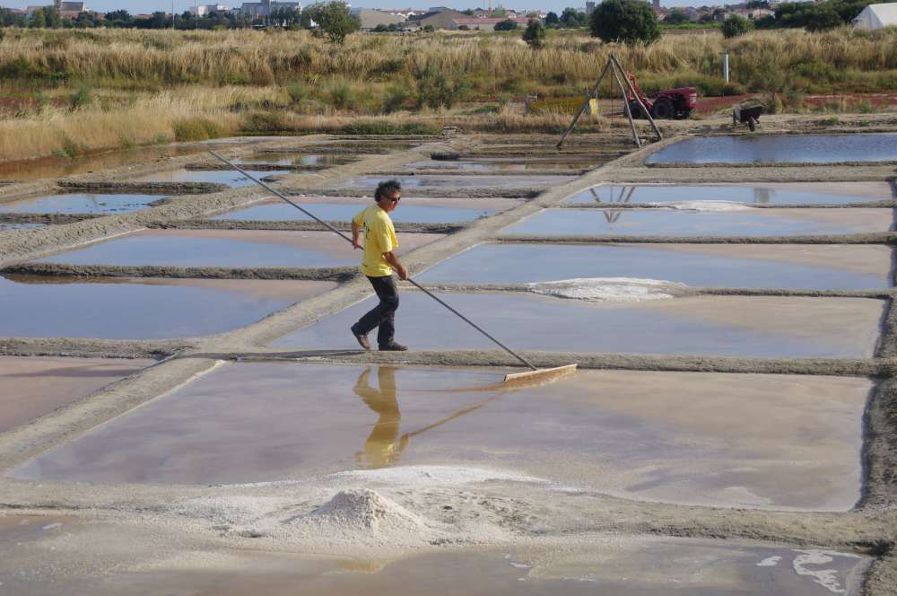 Récolte du sel